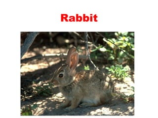 Teaching English Conversation