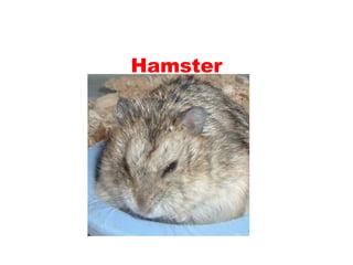 Teaching English Conversation