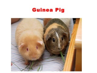 Teaching English Conversation