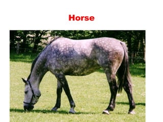 Teaching English Conversation