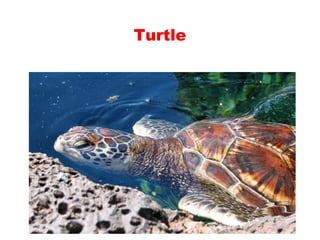 Teaching English Conversation