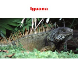 Teaching English Conversation