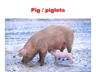 Teaching English Conversation