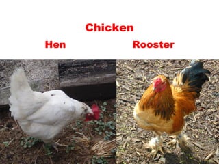 Teaching English Conversation