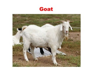 Teaching English Conversation