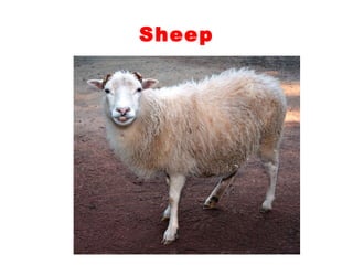 Teaching English Conversation