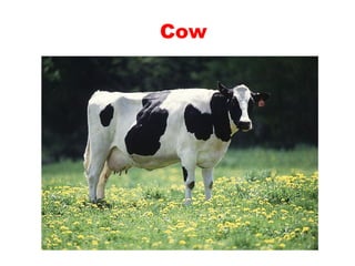 Teaching English Conversation