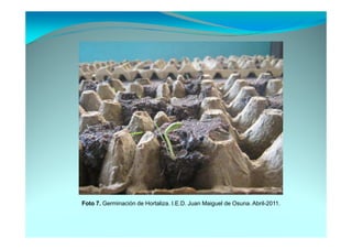 Foto 7. Germinación de Hortaliza. I.E.D. Juan Maiguel de Osuna. Abril-2011.
 