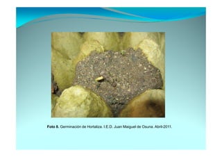 Foto 8. Germinación de Hortaliza. I.E.D. Juan Maiguel de Osuna. Abril-2011.
 