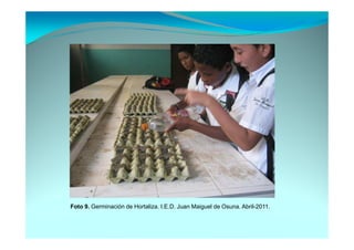 Foto 9. Germinación de Hortaliza. I.E.D. Juan Maiguel de Osuna. Abril-2011.
 