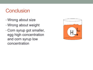 Conclusion
• Wrong about size
• Wrong about weight
• Corn syrup got smaller,
egg high concentration
and corn syrup low
concentration