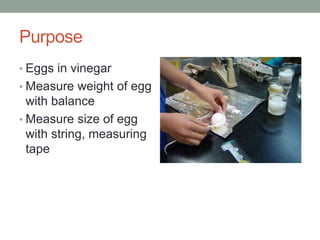 Purpose
• Eggs in vinegar
• Measure weight of egg
with balance
• Measure size of egg
with string, measuring
tape