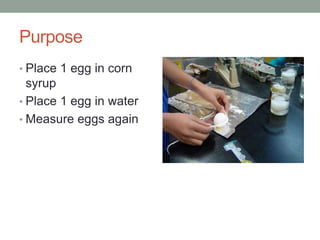 Purpose
• Place 1 egg in corn
syrup
• Place 1 egg in water
• Measure eggs again