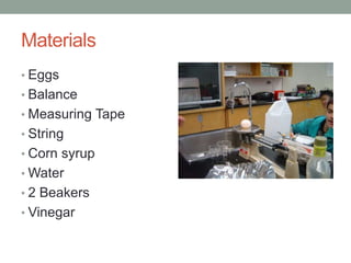 Materials
• Eggs
• Balance
• Measuring Tape
• String
• Corn syrup
• Water
• 2 Beakers
• Vinegar