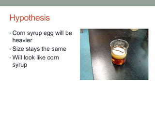 Hypothesis
• Corn syrup egg will be
heavier
• Size stays the same
• Will look like corn
syrup