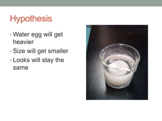 Hypothesis
• Water egg will get
heavier
• Size will get smaller
• Looks will stay the
same