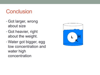 Conclusion
• Got larger, wrong
about size
• Got heavier, right
about the weight.
• Water got bigger, egg
low concentration and
water high
concentration