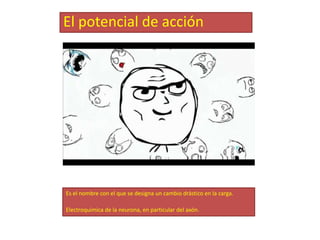 El potencial de acción




Es el nombre con el que se designa un cambio drástico en la carga.

Electroquímica de la neurona, en particular del axón.
 
