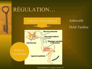 R ÉGULATION… CORTEX PYRAMIDAL Réflexe  myotatique Ashworth Held-Tardieu . . . . 