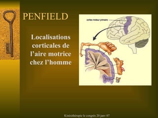 PENFIELD Localisations corticales de l’aire motrice chez l’homme 