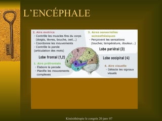 L’ENC ÉPHALE 