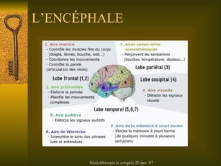 L’ENC ÉPHALE 