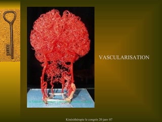VASCULARISATION 