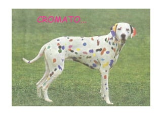 jmr_tg4_cromatografia_07