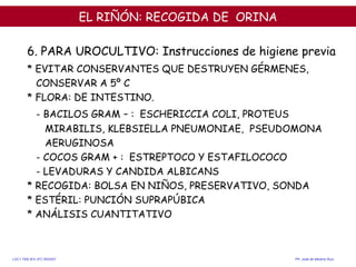 EL RIÑÓN:  RECOGIDA DE  ORINA <ul><li>  </li></ul>6. PARA UROCULTIVO: Instrucciones de higiene previa * EVITAR CONSERVANTE...