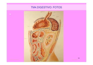 jmr_tm4_digestivo_tubo_fotos
