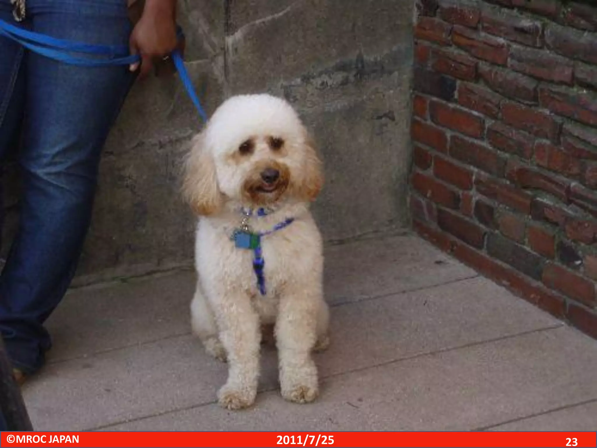 ©MROC JAPAN   2011/7/25   23
 