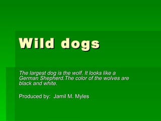 W ild dogs

The largest dog is the wolf. It looks like a
German Shepherd.The color of the wolves are
black and white.

Produced by: Jamil M. Myles
 