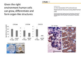 Given the right
environment human cells
can grow, differentiate and
form organ-like structures
 