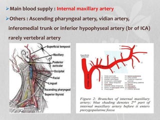 Main blood supply : Internal maxillary artery
Others : Ascending pharyngeal artery, vidian artery,
inferomedial trunk or inferior hypophyseal artery (br of ICA)
rarely vertebral artery
 