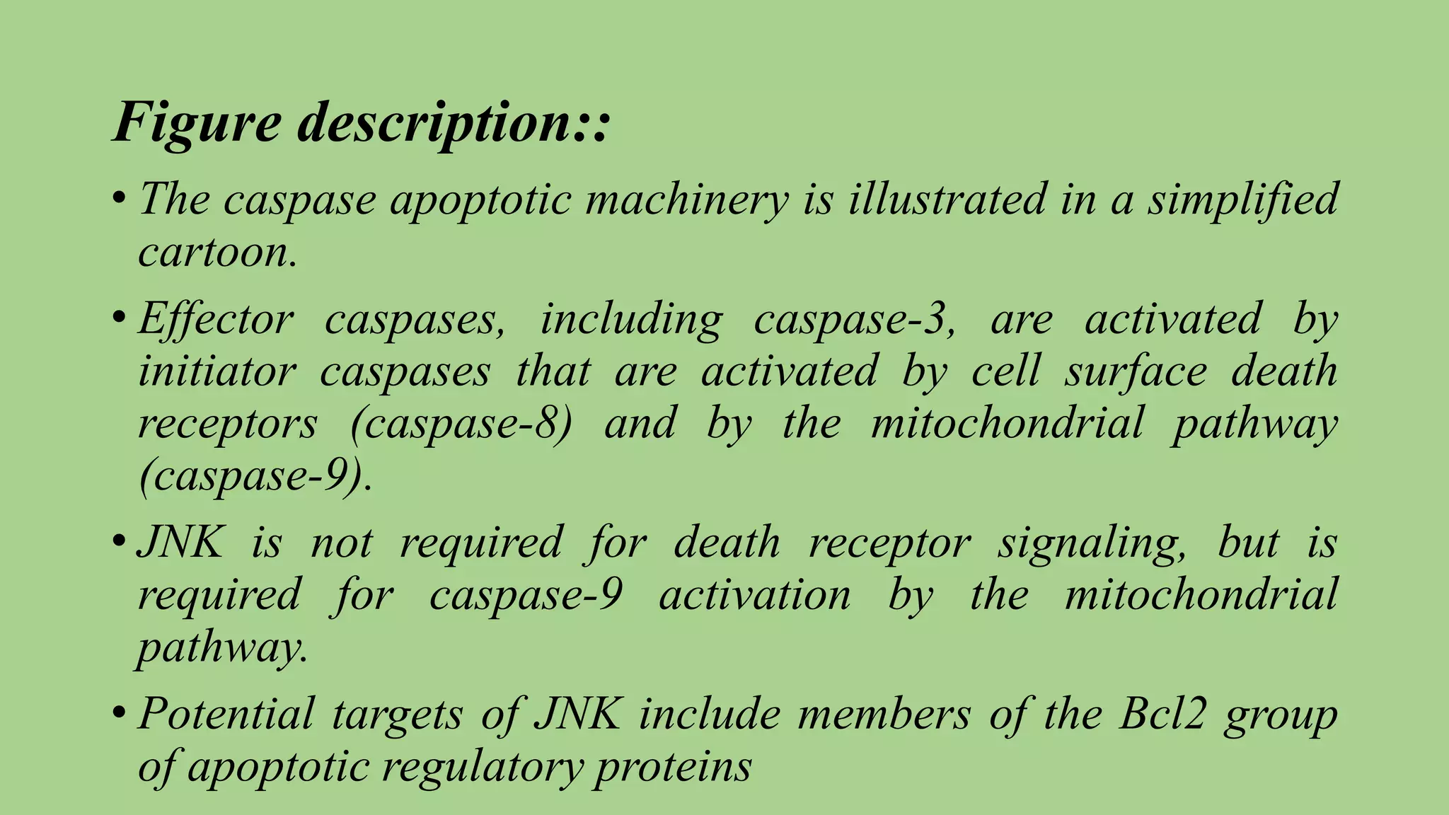 Figure description::
• The caspase apoptotic machinery is illustrated in a simplified
cartoon.
• Effector caspases, including caspase-3, are activated by
initiator caspases that are activated by cell surface death
receptors (caspase-8) and by the mitochondrial pathway
(caspase-9).
• JNK is not required for death receptor signaling, but is
required for caspase-9 activation by the mitochondrial
pathway.
• Potential targets of JNK include members of the Bcl2 group
of apoptotic regulatory proteins
 