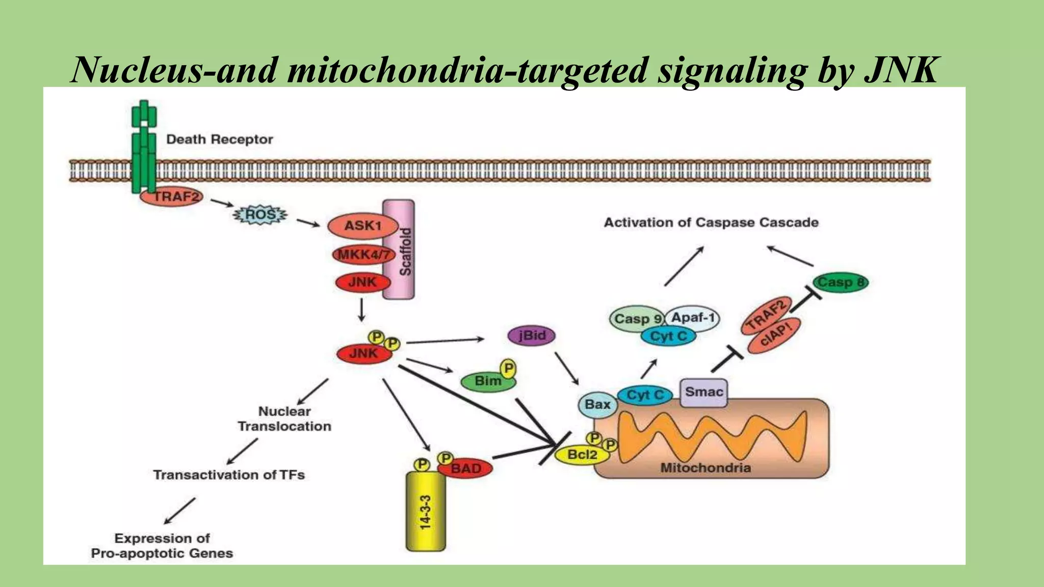 Nucleus-and mitochondria-targeted signaling by JNK
 