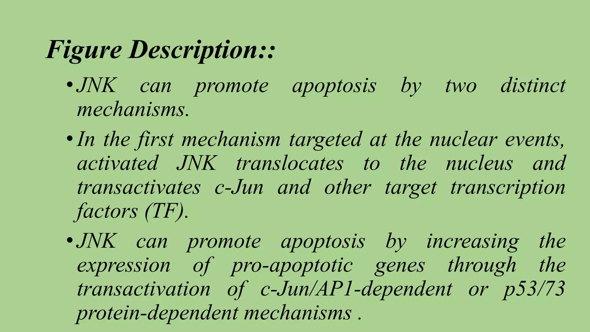 Figure Description::
•JNK can promote apoptosis by two distinct
mechanisms.
•In the first mechanism targeted at the nuclear events,
activated JNK translocates to the nucleus and
transactivates c-Jun and other target transcription
factors (TF).
•JNK can promote apoptosis by increasing the
expression of pro-apoptotic genes through the
transactivation of c-Jun/AP1-dependent or p53/73
protein-dependent mechanisms .
 