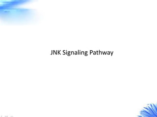 JNK Signaling Pathway
 
