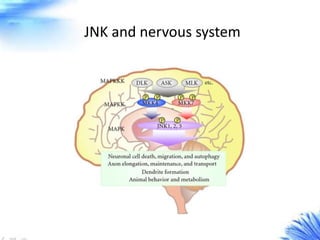 JNK and nervous system
 
