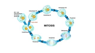 Collage Cell JNL College ( Pallavi for Botany B.Sc Part I) Topic-Cell Division.pdf