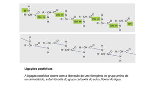 Ligações peptídicas
A ligação peptídica ocorre com a liberação de um hidrogênio do grupo amino de
um aminoácido, e da hidroxila do grupo carboxila do outro, liberando água.
 