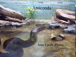 Anaconda Joan Caralt  Planas 