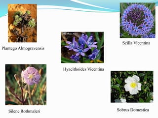 Plantego Almogravensis
Scilla Vicentina
Silene Rothmaleri Sobrus Domestica
Hyacithoides Vicentina
 