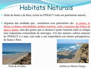 Habitats Naturais
 Além da fauna e da flora, existe no PNSACV todo um património natural .
 Algumas das unidades que constituem esse património são as praias, as
dunas, as dunas consolidadas, arribas costeiras, vales e encostas das linhas de
água e grutas, uma das grutas que se destaca é gruta Amarela onde se refugia
uma importante comunidade de morcegos. Um dos maiores valores naturais
do PNSACV é o mar, com toda a sua importância em termos paisagísticos,
de fauna e flora.
Praia de Aivados Arribas no Monte Clerigo.
 