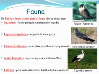 Fauna
Os habitats importantes para a fauna são os seguintes:
 Sequeiros -falcão-peregrino; tartaranhão-caçador
 Lagoas temporárias - cegonha-branca; garça
 Charnecas litorais - sacarrabos; sapinho-deverrugas-verde
 Zonas húmidas - boga portuguesa; escalo-do-Mira
 Falésias - peneireiro-das-torres; Gralha-de-bico-varmelho
Falcão -Peregrino
Tartaranhão-caçador
Cegonha-branca
 