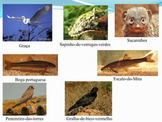 Graça Sapinho-de-verrugas-verdes
Sacarrabos
Boga portuguesa Escalo-do-Mira
Peneireiro-das-torres Gralha-de-bico-vermelho
 