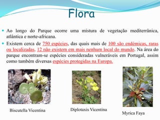 Flora
 Ao longo do Parque ocorre uma mistura de vegetação mediterrânica,
atlântica e norte-africana.
 Existem cerca de 750 espécies, das quais mais de 100 são endémicas, raras
ou localizadas, 12 não existem em mais nenhum local do mundo. Na área do
parque encontram-se espécies consideradas vulneráveis em Portugal, assim
como também diversas espécies protegidas na Europa.
Biscutella Vicentina
Myrica Faya
Diplotaxis Vicentina
 