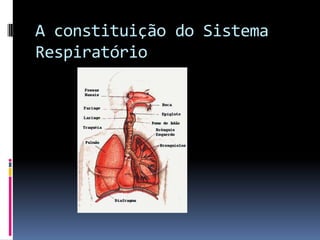 A constituição do Sistema Respiratório
