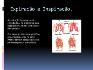 Expiração e Inspiração.A inspiração é o processo de entrada do ar no organismo, para depois libertá-lo do corpo através da expiração.O ar entra no sistema respiratório pelas narinas , onde na parte inferior contêm pêlos que servem para reter poeiras e micróbios.