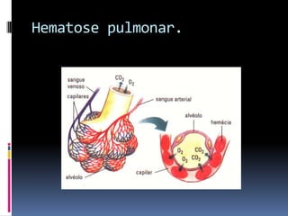 Hematose pulmonar.